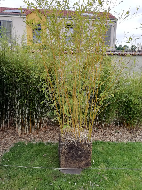 85F7DA50-050C-44BE-B2C5-C96D0815E4B1