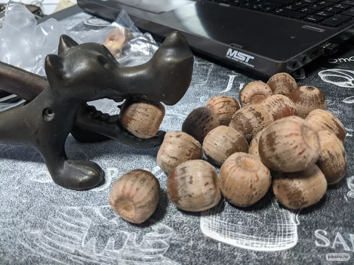 орехи желуди