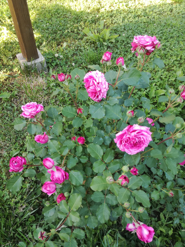IMG_20220521_184239
