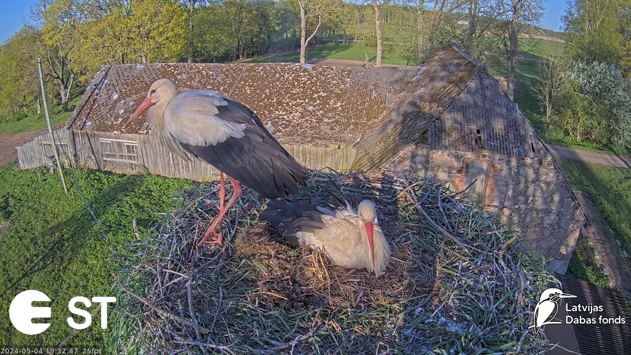 Baltie stārķi (Ciconia ciconia) Tukuma novadā - LDF tiešraide __ White storks in Tukums, Latvia 9-10