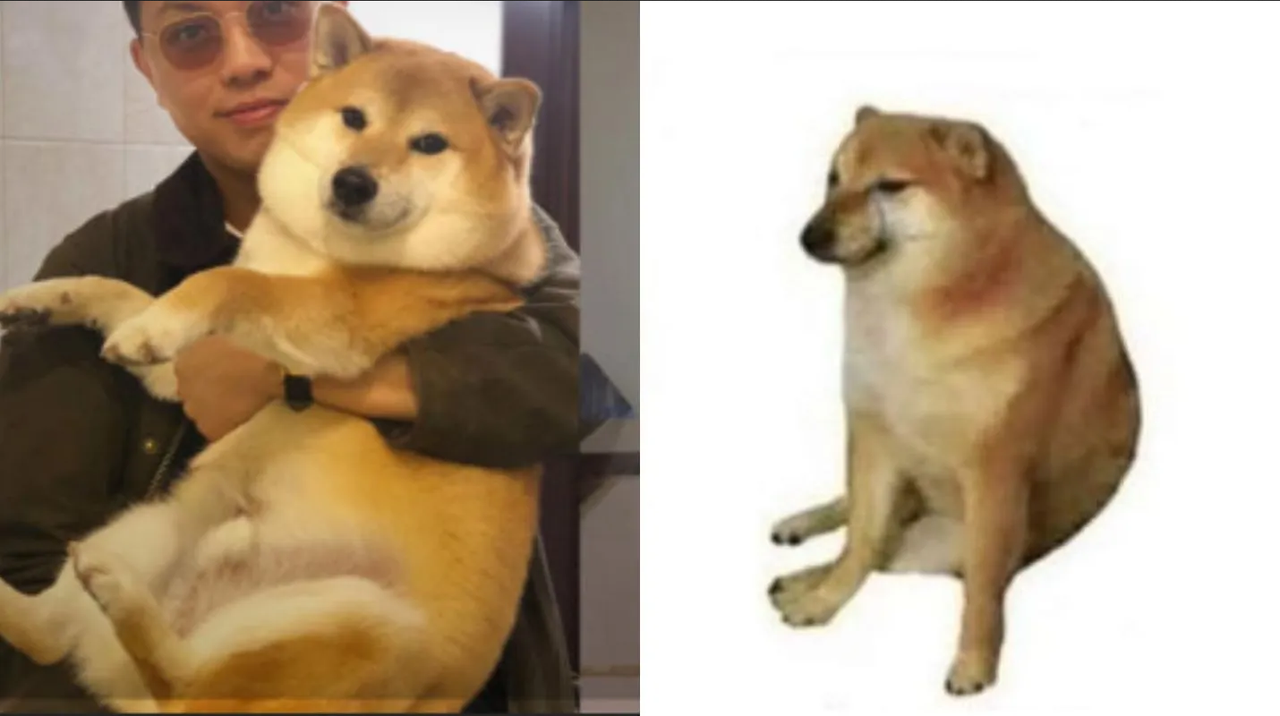 Luego de tres meses, dueño de 'Cheems' sigue destrozado por muerte de su mascota