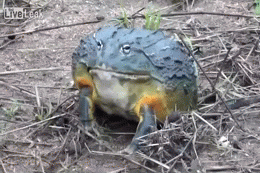 BGvA.gif