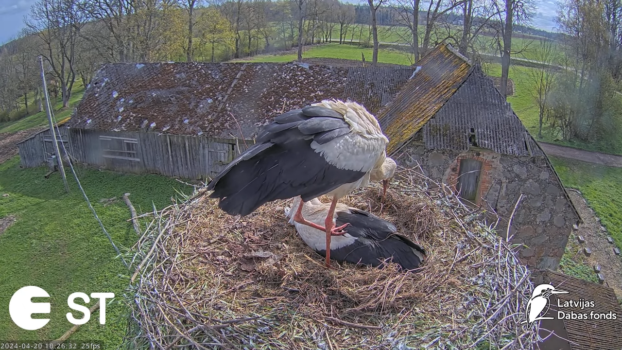 Baltie stārķi (Ciconia ciconia) Tukuma novadā - LDF tiešraide __ White storks in Tukums, Latvia 14-5