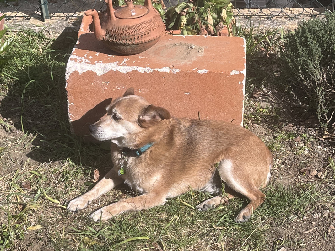 [Image: 499-ED744-1-B41-494-A-97-BA-A6-C42-F28-E175.jpg]