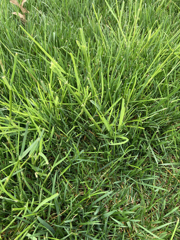 Sprayed tenacity | Lawn Care Forum