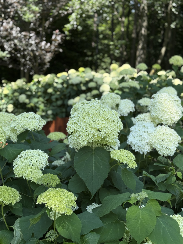 Piękny ogród z zielenią