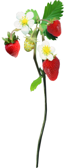 Mariposa_Kit_76