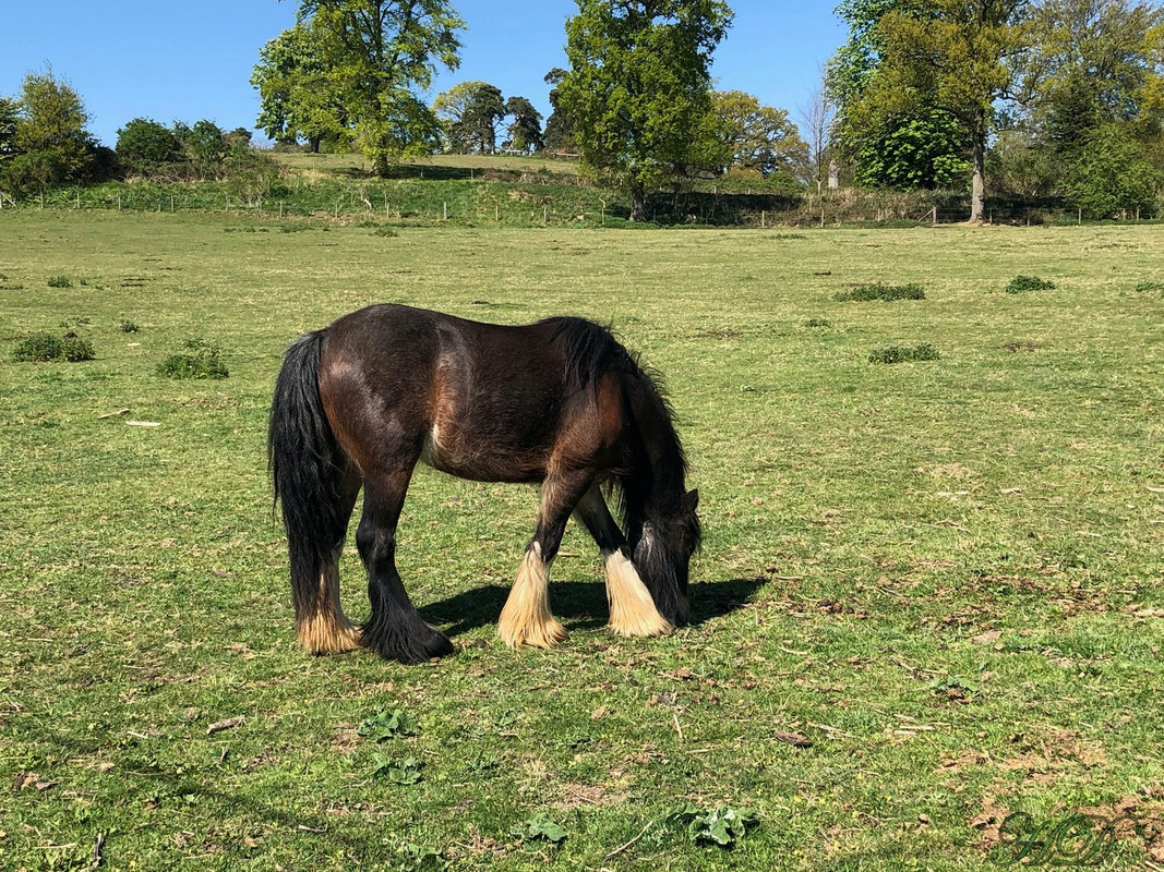 horse-grazing-2020-HD.jpg