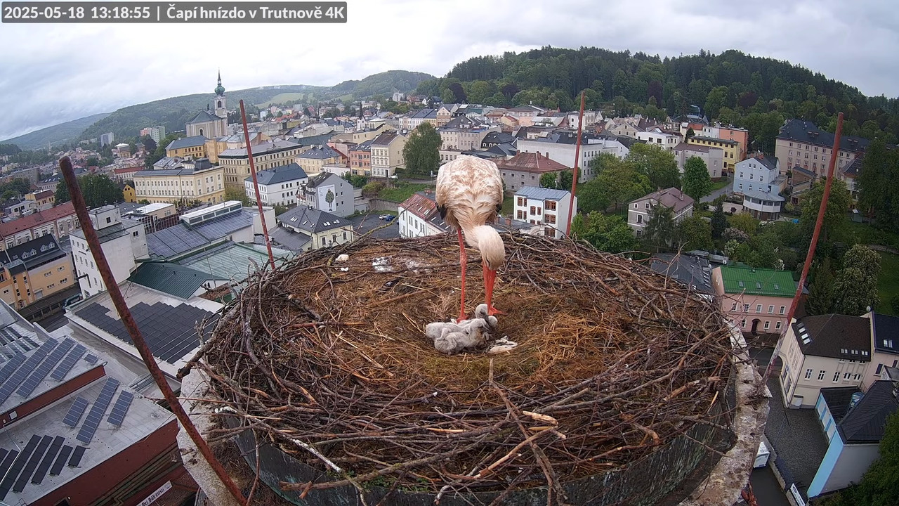 Tiešraide no stārķa ligzdas uz alus darītavas skursteņa Trutnovā 13-59-58 screenshot