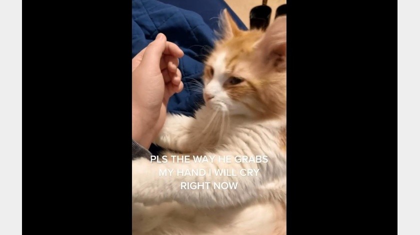 Gato agradece su adopción con un emotivo abrazo y su reacción se hace viral