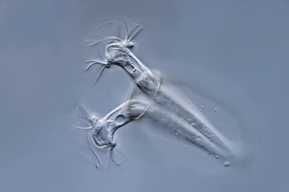 Platycola 12 decumbens Wärmflaschentier DIK 100