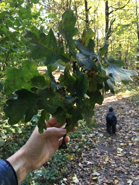 2_FD89286-704_E-47_EE-_A37_C-547_B83_E9_