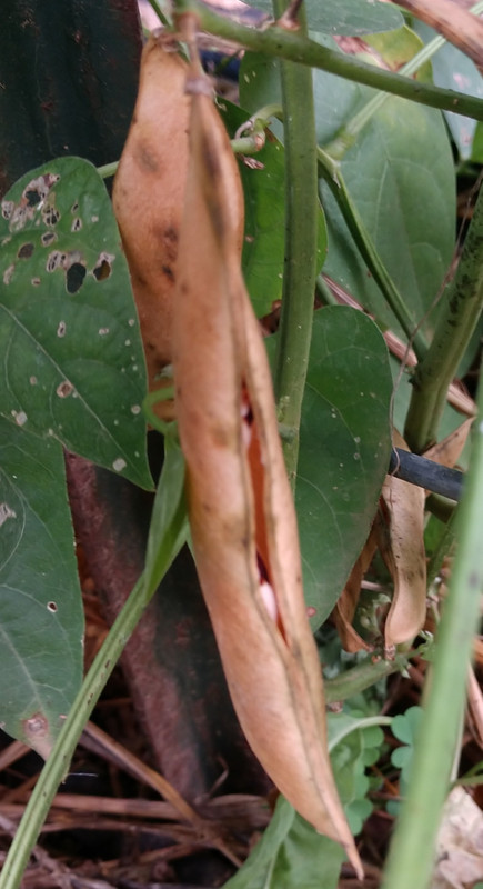 R34 AL Blackeyed Butter IMG_20200827_165107336~2