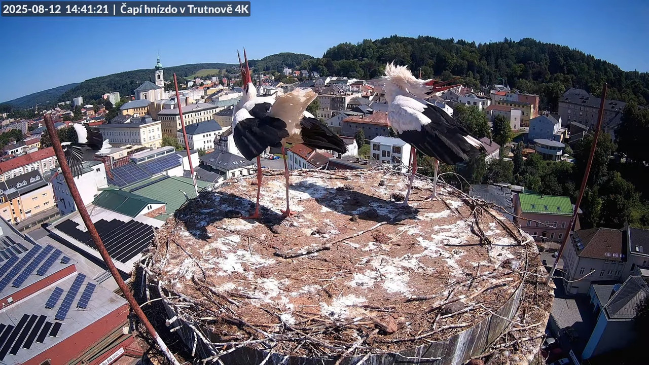 Živě z čapího hnízda na pivovarském komíně v Trutnově 11-18-55 screenshot (1)