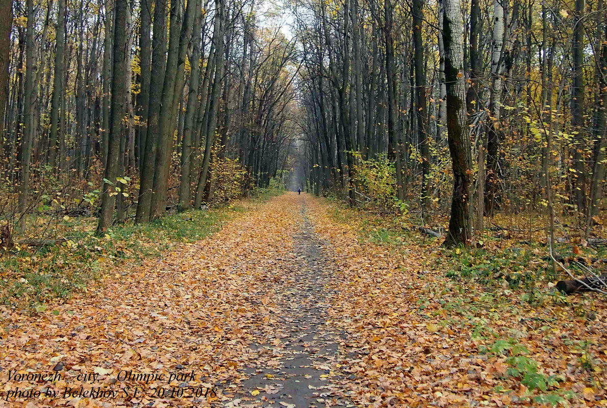 Воронеж, Олимпик, осень
