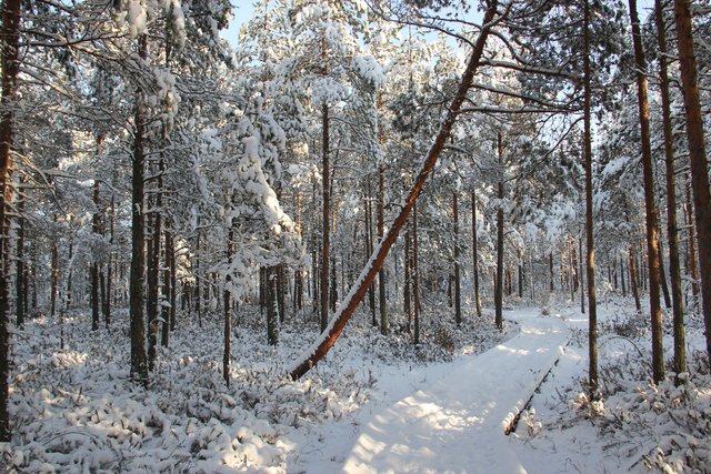 whitesnowfieldforest.jpg