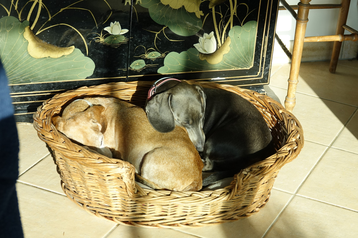 [Image: DSC01389.jpg]