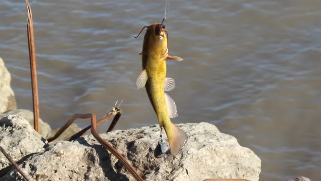 Catfish Hunting
