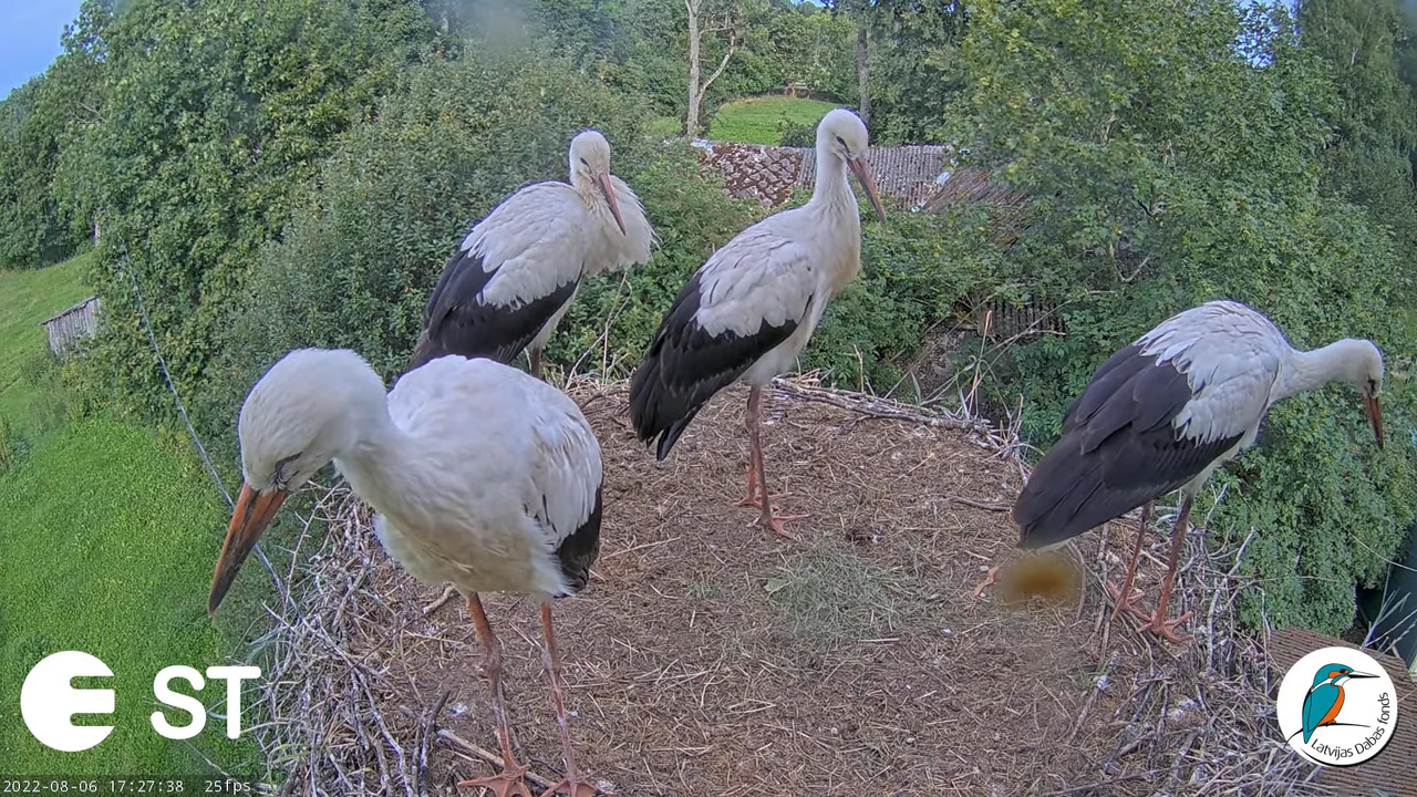 Baltie stārķi (Ciconia ciconia) Tukuma novadā - LDF tiešraide __ White storks in Tukums, Latvia 13-2