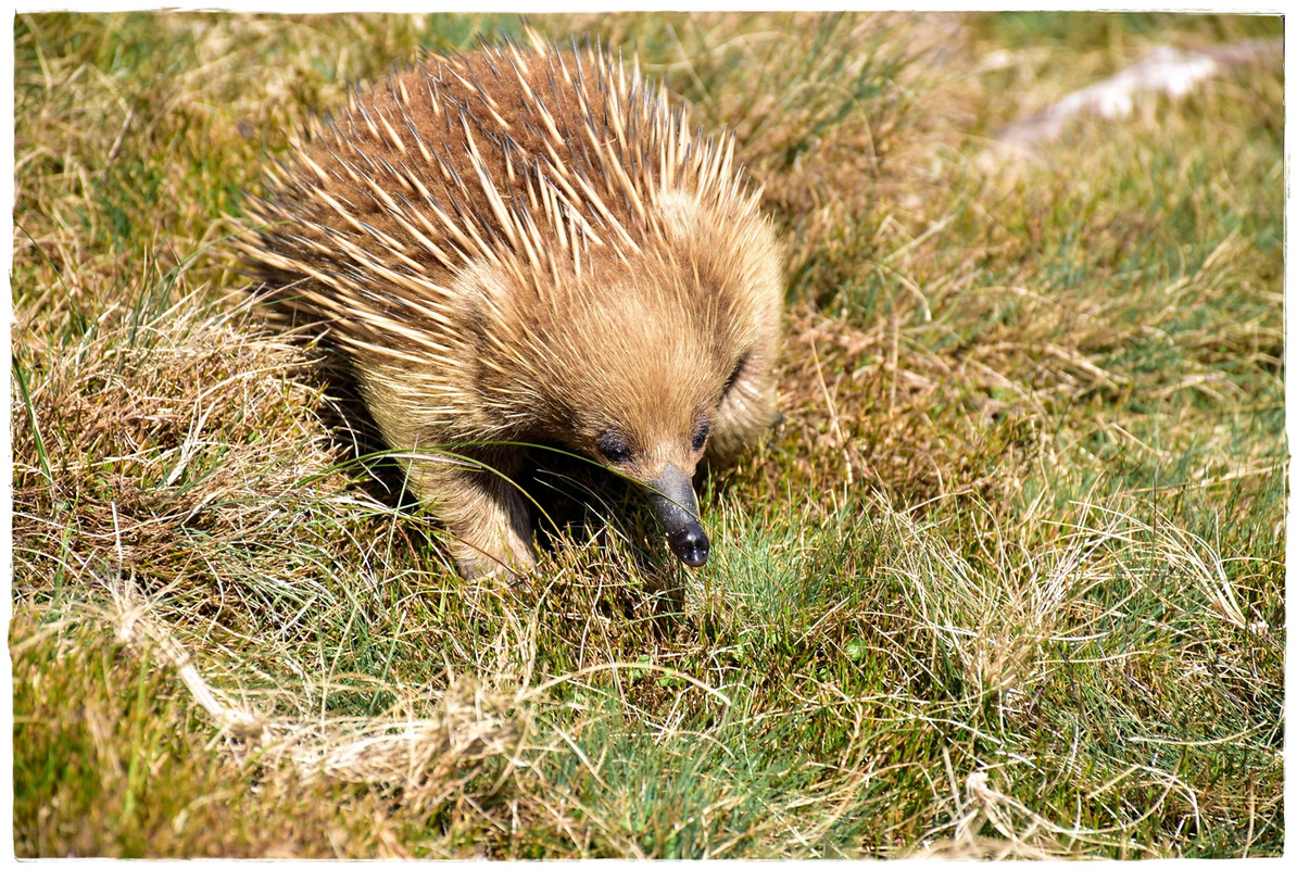 Cradle Mountain National Park - Australia (II): Recorriendo Tasmania (32)
