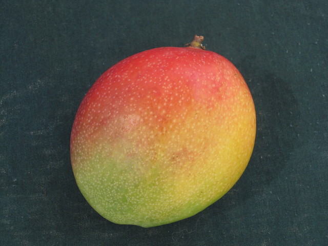 Parrot mango D