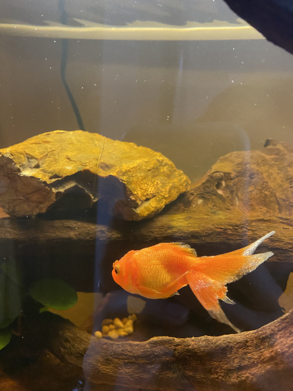 1CA6FFC6-63C7-4A84-8D36-36B9F1A7EDA8