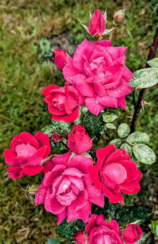 PXL_20240717_095445922.MP~2