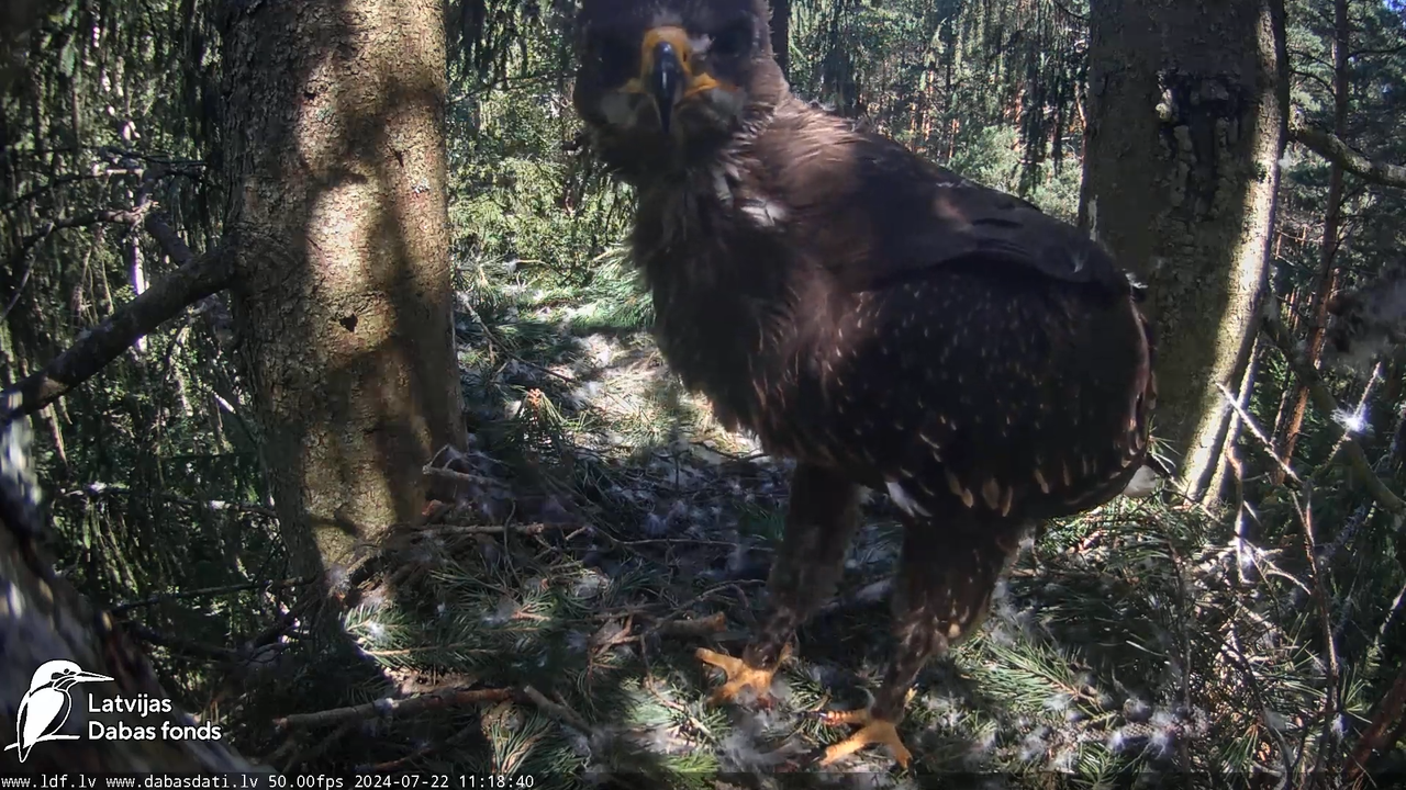 Mazais ērglis (Clanga pomarina), ligzda eglē __ Lesser spotted eagle in spruce, Zemgale, Latvia 17-1