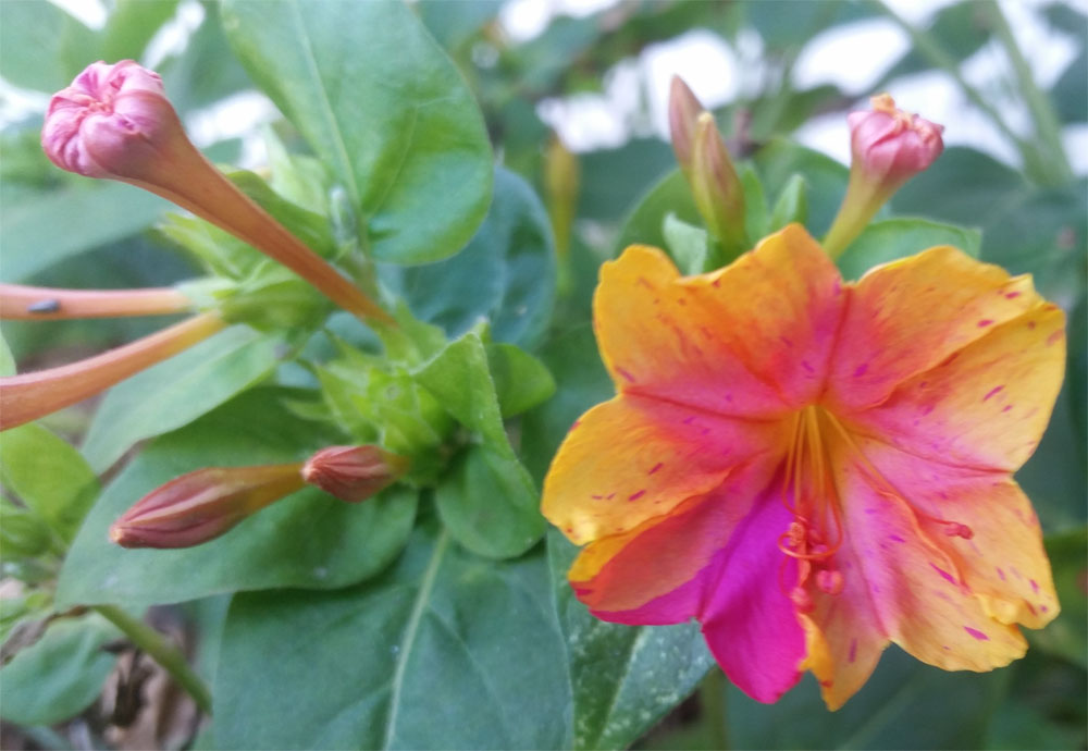 [Image: y20181005_175328.jpg]