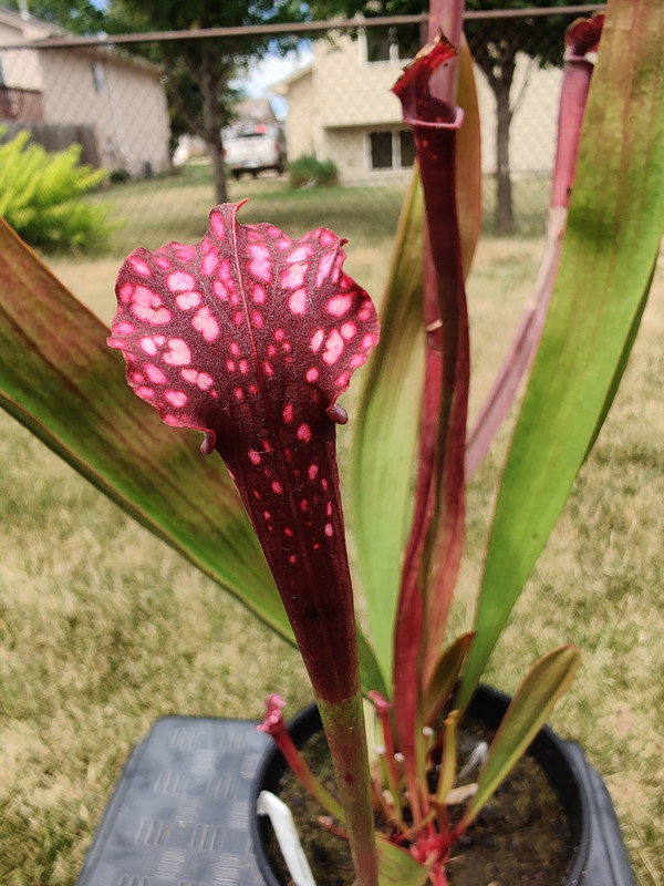 awkwardsilence's plant — large division, July, 2020