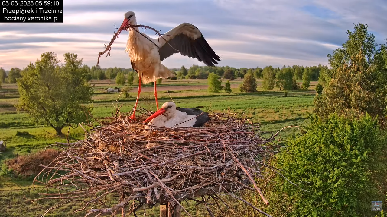 05052025bociany6