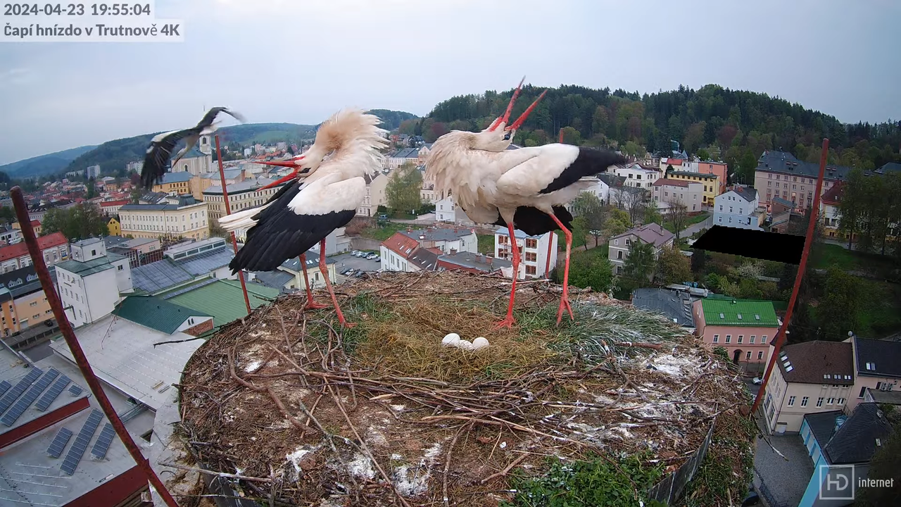 Tiešraidē no stārķa ligzdas uz alus darītavas skursteņa Trutnovā 16-59-30 screenshot