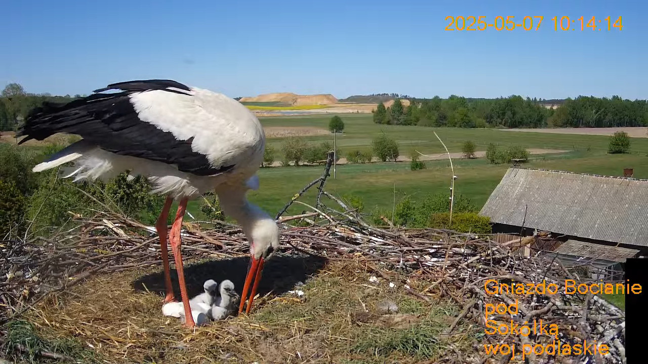 Gniazdo Bocianie pod Sokółką - na żywo. 4-57 screenshot