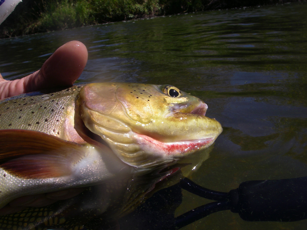 74F731D0-2C9B-441B-B819-337E6003412E