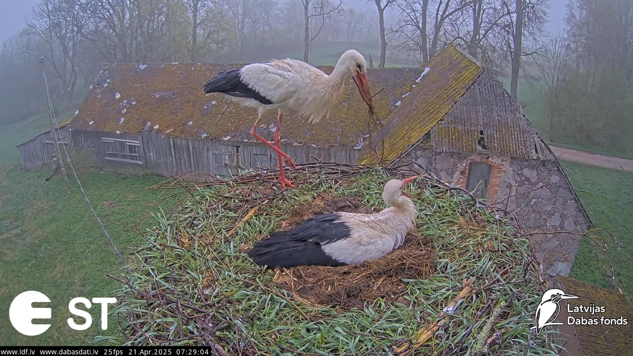 (47) Baltie stārķi (Ciconia ciconia) Tukuma novadā __ White storks in Tukums, Latvia - YouTube - 664