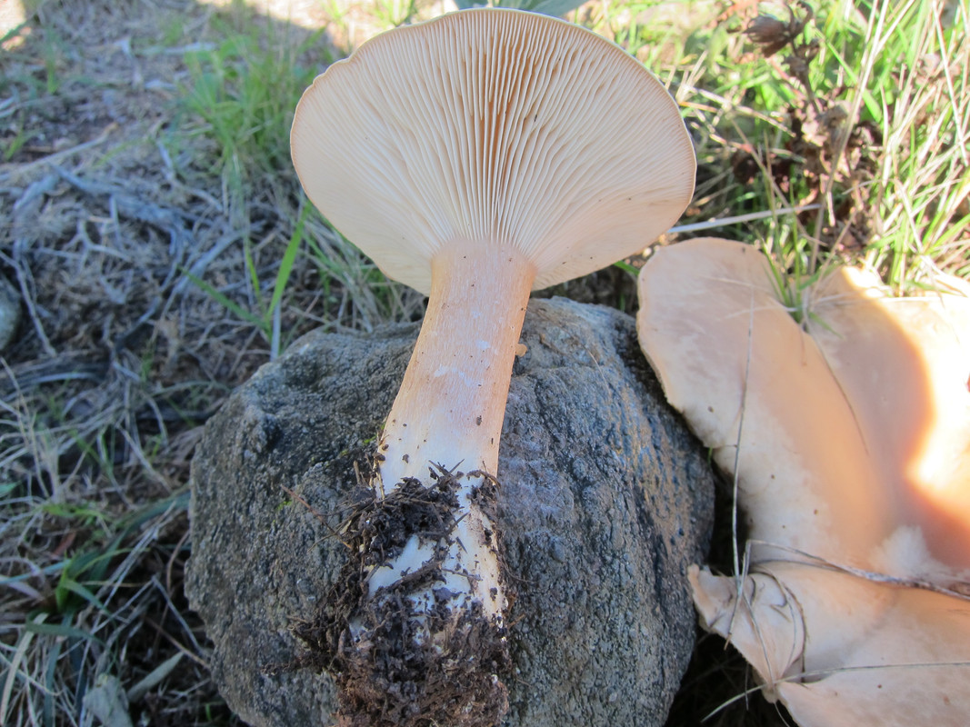 Infundibulicybe geotropa (7)