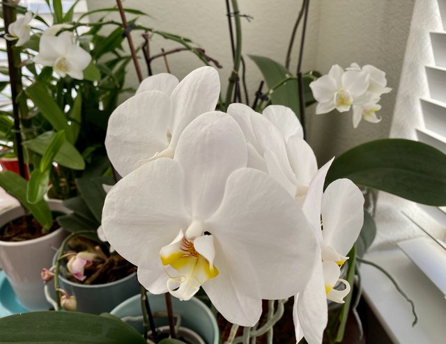 [Image: C1-AE7626-9-D2-B-486-A-BA0-A-C8011-B709-E69.jpg]