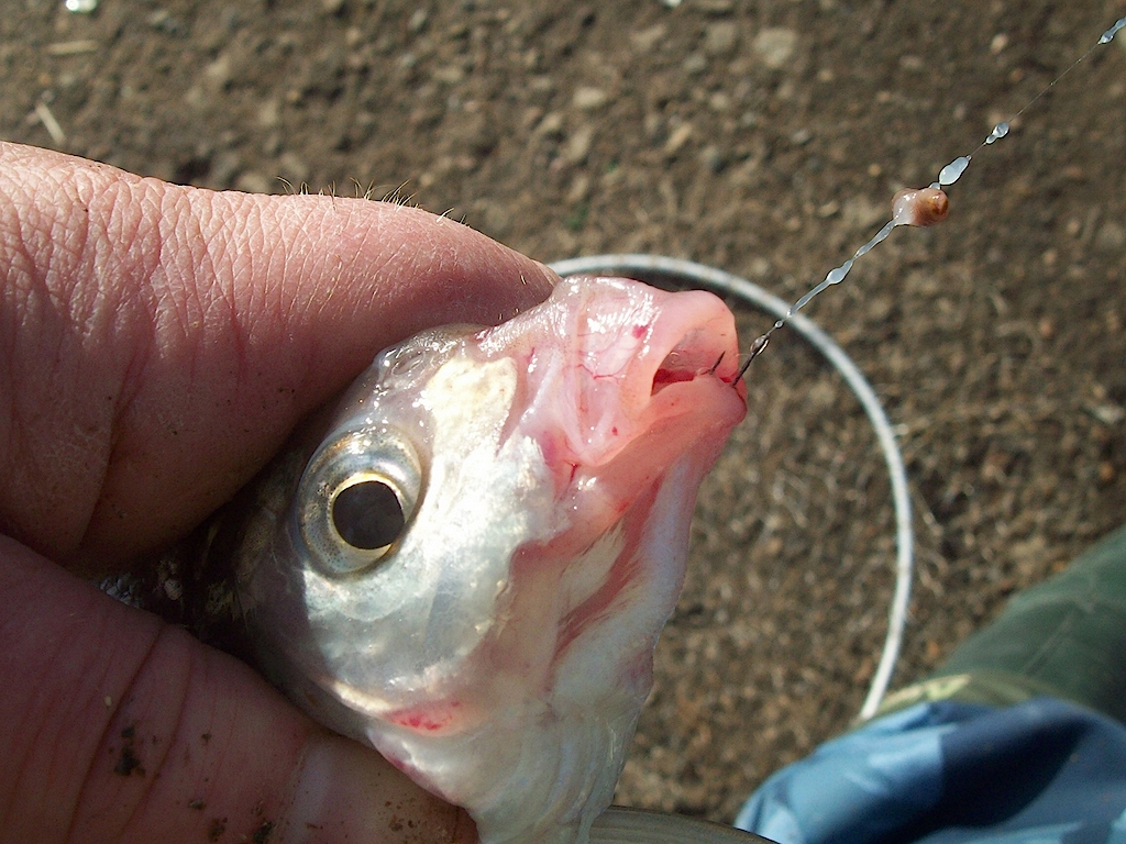 Добрянка 20.10.13 03