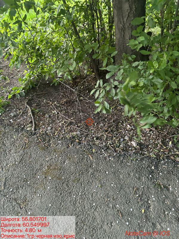 IMG 0004