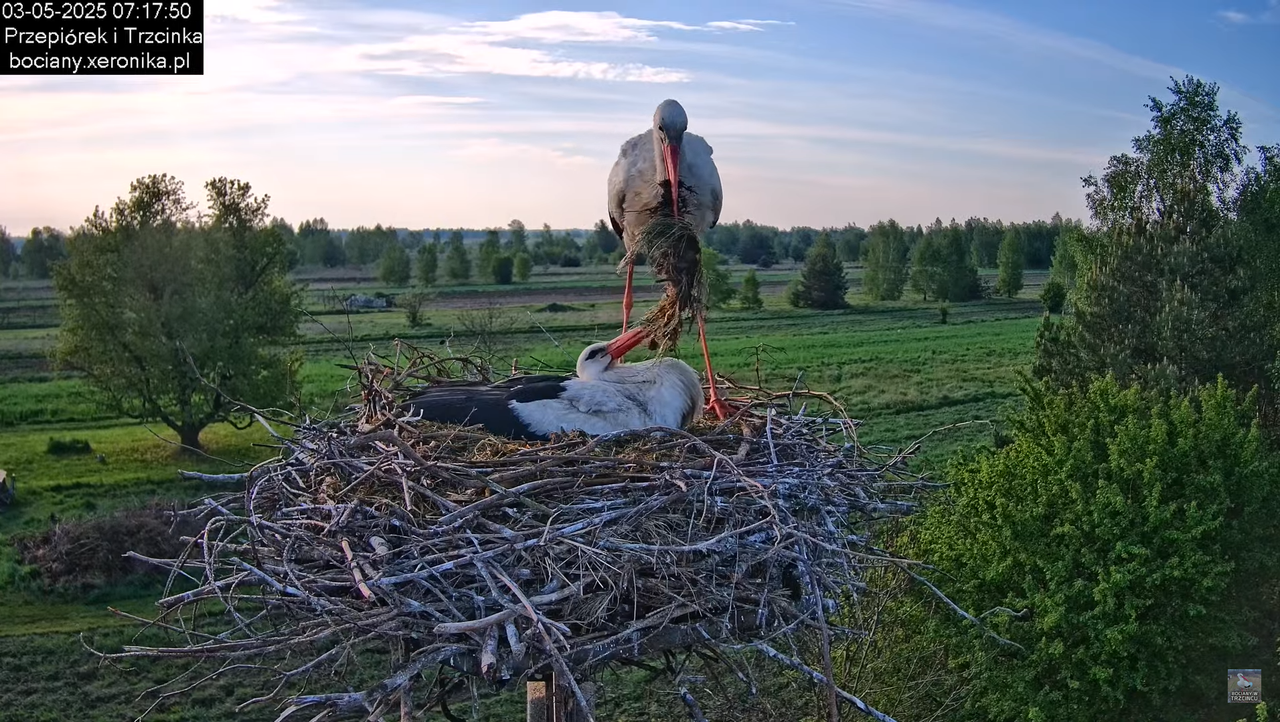 03052025bociany8