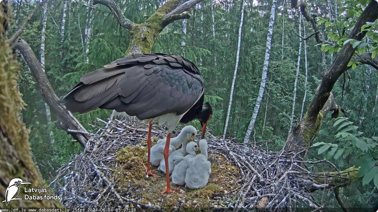 Screenshot 2024-06-04 at 07-05-27 (1) Melnais stārķis (Ciconia nigra) Ogres novadā - LDF tiešraide -