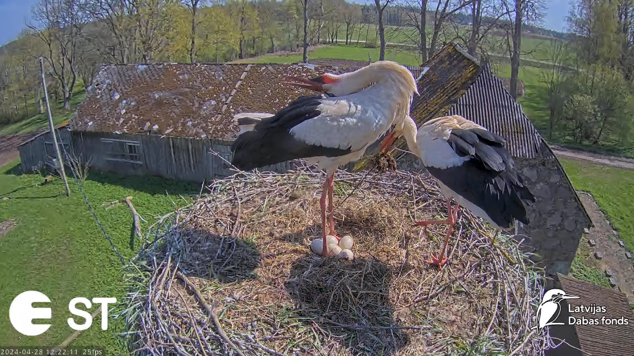 Baltie stārķi (Ciconia ciconia) Tukuma novadā - LDF tiešraide __ White storks in Tukums, Latvia 13-1