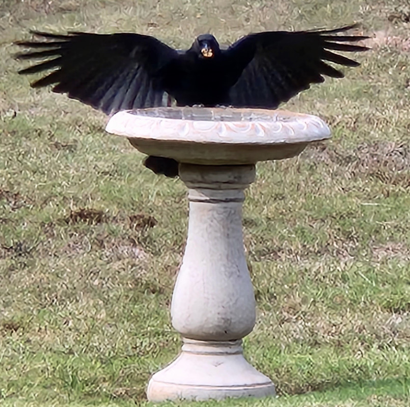 [Image: Crow-landing-on-birdbath-Diana-TX-1-Oct-2023.jpg]