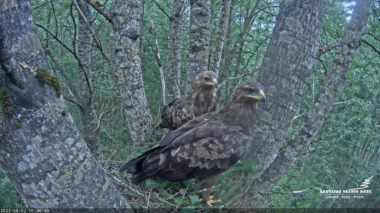 LVM Mazais ērglis Aizkuja, apse 2 - Lesser Spotted Eagle 13-21-23 screenshot