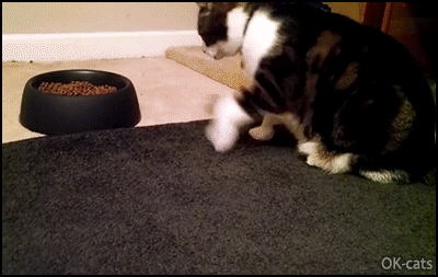 Funny-Cat-GIF-This-cat-has-a-weird-way-of-eating-treats-Of-course-this-is-The-Cat-logic.gif