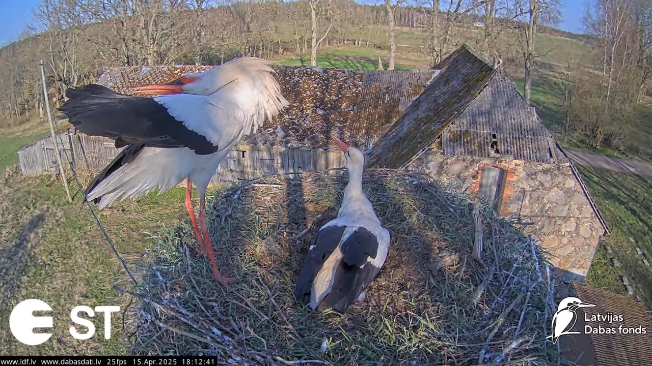 (16) Baltie stārķi (Ciconia ciconia) Tukuma novadā __ White storks in Tukums, Latvia - YouTube - 738