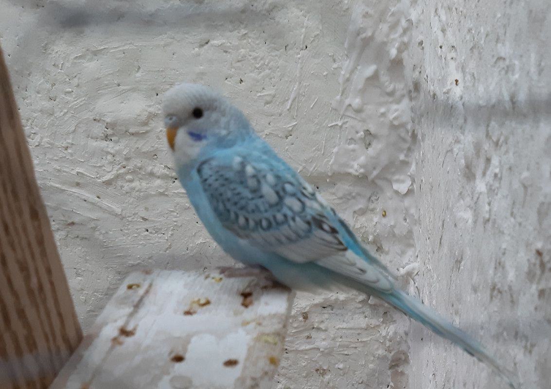 ٢?١٩?٤١?_١٤٢٥?١