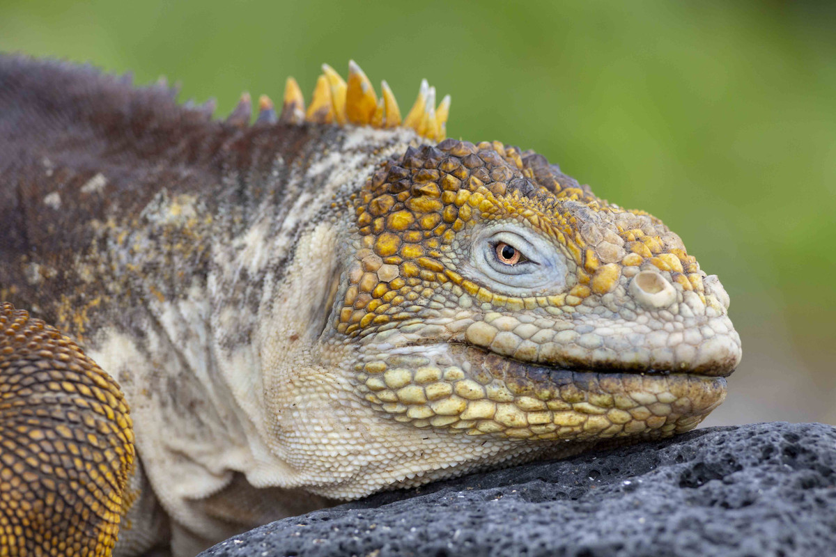 3F5A9567 Land Iguana