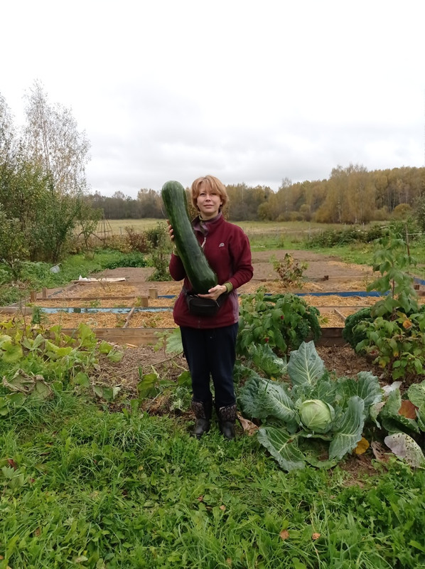 Тыква Семейная_я