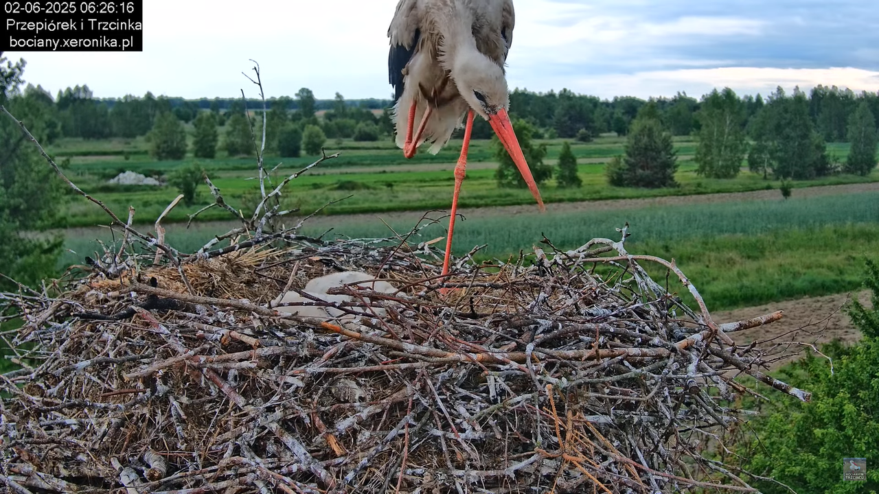 02062025bociany8